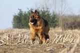 BERGER ALLEMAND 933